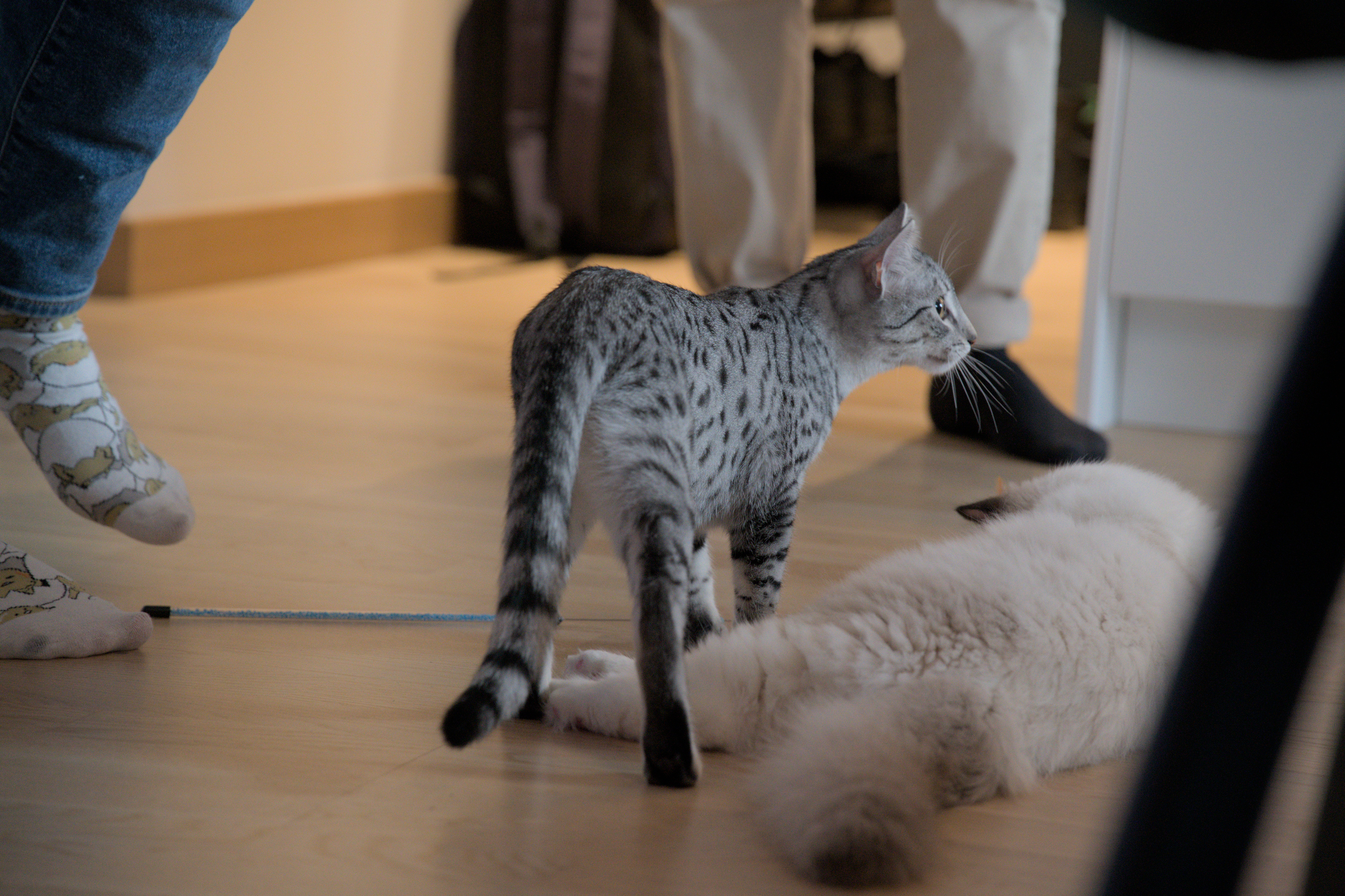 2025/10/12 - cats/DSC_0102.jpg